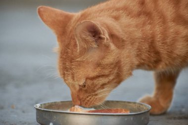 Yerli çizgili kedi yavrusu. Özgün geçmişleri olan sevimli, genç bir kedi. Evcil hayvanlar, veterinerler ve reklam konsepti. Ayrıntılı dış çekimler.