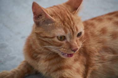 Yerli çizgili kedi yavrusu. Özgün geçmişleri olan sevimli, genç bir kedi. Evcil hayvanlar, veterinerler ve reklam konsepti. Ayrıntılı dış çekimler.