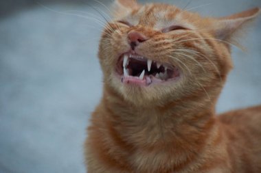 Yerli çizgili kedi yavrusu. Özgün geçmişleri olan sevimli, genç bir kedi. Evcil hayvanlar, veterinerler ve reklam konsepti. Ayrıntılı dış çekimler.