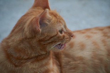 Yerli çizgili kedi yavrusu. Özgün geçmişleri olan sevimli, genç bir kedi. Evcil hayvanlar, veterinerler ve reklam konsepti. Ayrıntılı dış çekimler.