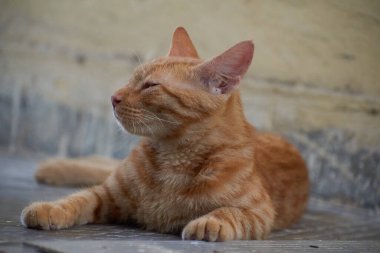 Yerli çizgili kedi yavrusu. Özgün geçmişleri olan sevimli, genç bir kedi. Evcil hayvanlar, veterinerler ve reklam konsepti. Ayrıntılı dış çekimler.