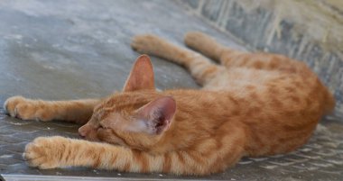 Yerli çizgili kedi yavrusu. Özgün geçmişleri olan sevimli, genç bir kedi. Evcil hayvanlar, veterinerler ve reklam konsepti. Ayrıntılı dış çekimler.