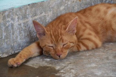 Yerli çizgili kedi yavrusu. Özgün geçmişleri olan sevimli, genç bir kedi. Evcil hayvanlar, veterinerler ve reklam konsepti. Ayrıntılı dış çekimler.