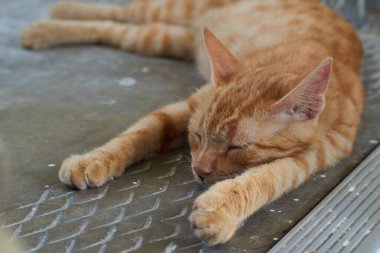 Yerli çizgili kedi yavrusu. Özgün geçmişleri olan sevimli, genç bir kedi. Evcil hayvanlar, veterinerler ve reklam konsepti. Ayrıntılı dış çekimler.