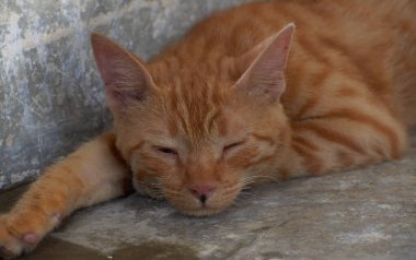 Yerli çizgili kedi yavrusu. Özgün geçmişleri olan sevimli, genç bir kedi. Evcil hayvanlar, veterinerler ve reklam konsepti. Ayrıntılı dış çekimler.