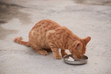 Yerli çizgili kedi yavrusu. Özgün geçmişleri olan sevimli, genç bir kedi. Evcil hayvanlar, veterinerler ve reklam konsepti. Ayrıntılı dış çekimler.