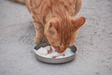 Yerli çizgili kedi yavrusu. Özgün geçmişleri olan sevimli, genç bir kedi. Evcil hayvanlar, veterinerler ve reklam konsepti. Ayrıntılı dış çekimler.