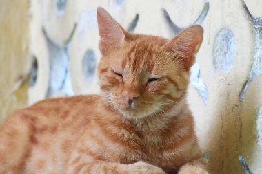 Yerli çizgili kedi yavrusu. Özgün geçmişleri olan sevimli, genç bir kedi. Evcil hayvanlar, veterinerler ve reklam konsepti. Ayrıntılı dış çekimler.