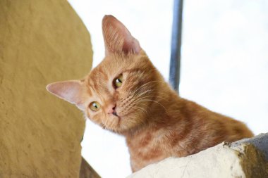 Yerli çizgili kedi yavrusu. Özgün geçmişleri olan sevimli, genç bir kedi. Evcil hayvanlar, veterinerler ve reklam konsepti. Ayrıntılı dış çekimler.