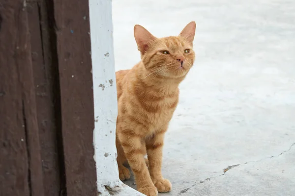 Gatito Nacional Indio Rayado Lindo Gato Joven Aislado Con Fondo —  Fotos de Stock