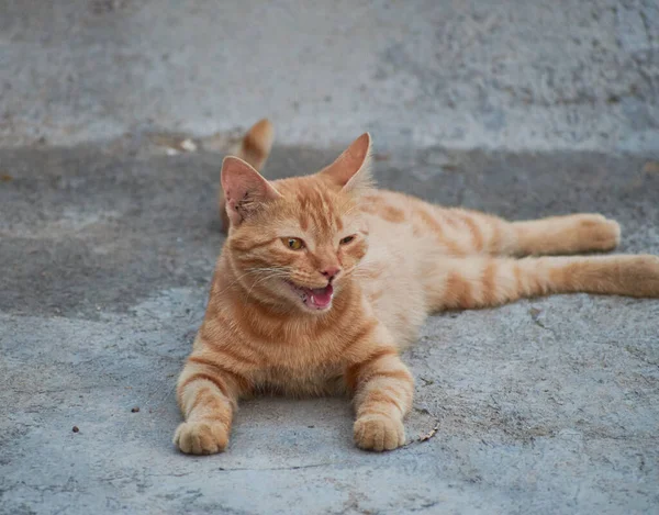 Gatinho Listrado Indiano Doméstico Gato Jovem Bonito Isolado Com Seu — Fotografia de Stock