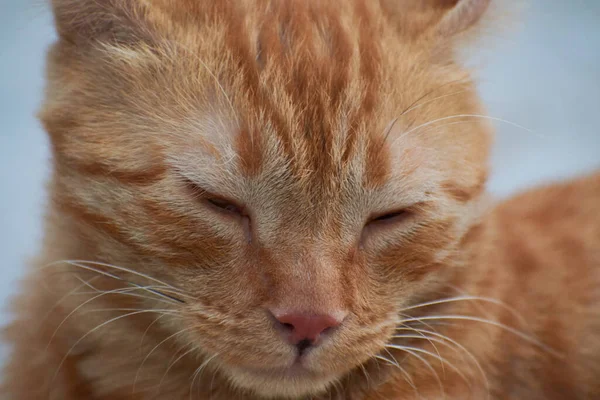 Gatito Nacional Indio Rayado Lindo Gato Joven Aislado Con Fondo —  Fotos de Stock