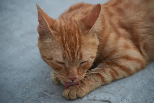 Gatito Nacional Indio Rayado Lindo Gato Joven Aislado Con Fondo —  Fotos de Stock