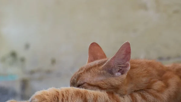 Indisch Gestreiftes Kätzchen Nette Junge Katze Isoliert Mit Ihrem Ursprünglichen — Stockfoto