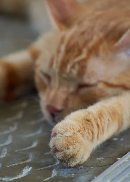 Gatinho Listrado Indiano Doméstico Gato Jovem Bonito Isolado Com Seu — Fotografia de Stock