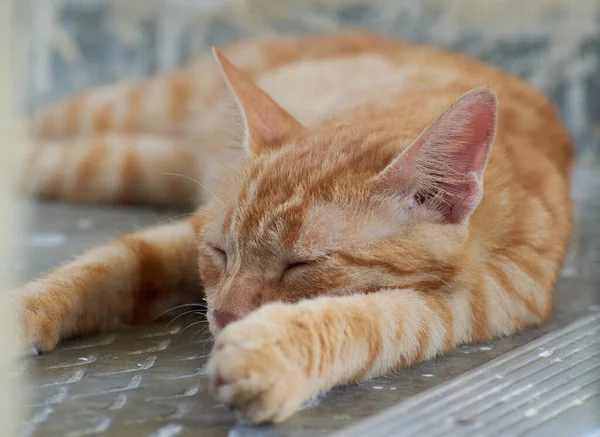 Gatinho Listrado Indiano Doméstico Gato Jovem Bonito Isolado Com Seu — Fotografia de Stock