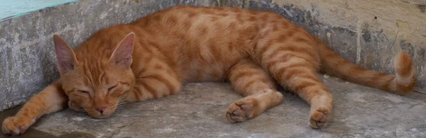 Yerli Çizgili Kedi Yavrusu Özgün Geçmişleri Olan Sevimli Genç Bir — Stok fotoğraf