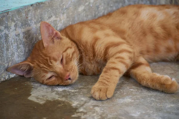 Kucing Bergaris Garis India Dalam Negeri Kucing Muda Yang Lucu — Stok Foto