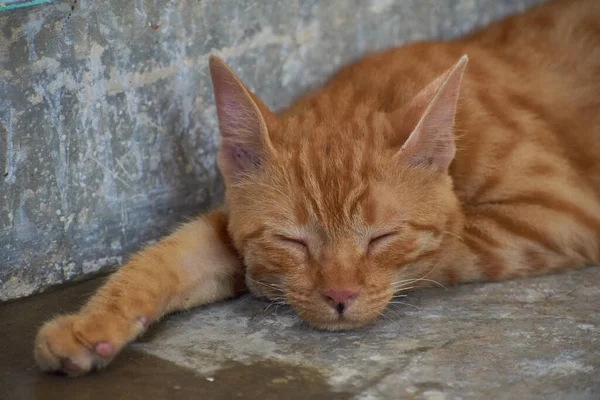 Gatinho Listrado Indiano Doméstico Gato Jovem Bonito Isolado Com Seu — Fotografia de Stock