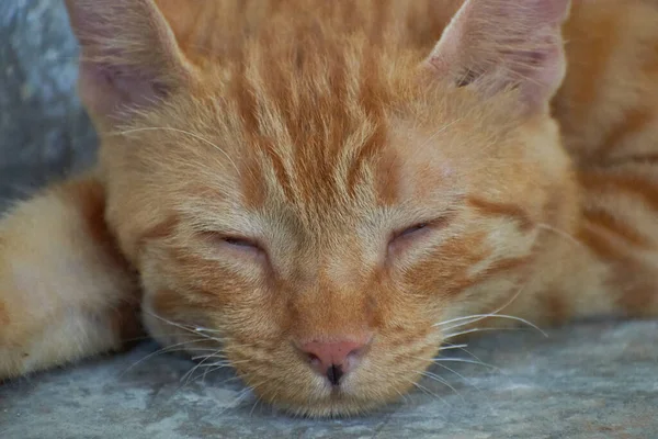 Gatinho Listrado Indiano Doméstico Gato Jovem Bonito Isolado Com Seu — Fotografia de Stock