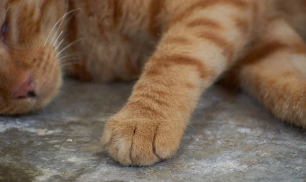 Gatinho Listrado Indiano Doméstico Gato Jovem Bonito Isolado Com Seu — Fotografia de Stock