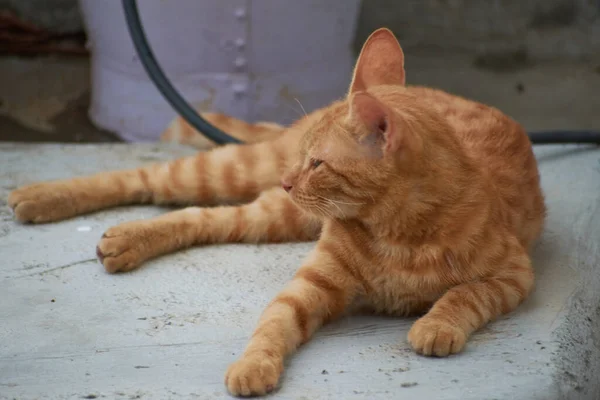 Gatinho Listrado Indiano Doméstico Gato Jovem Bonito Isolado Com Seu — Fotografia de Stock