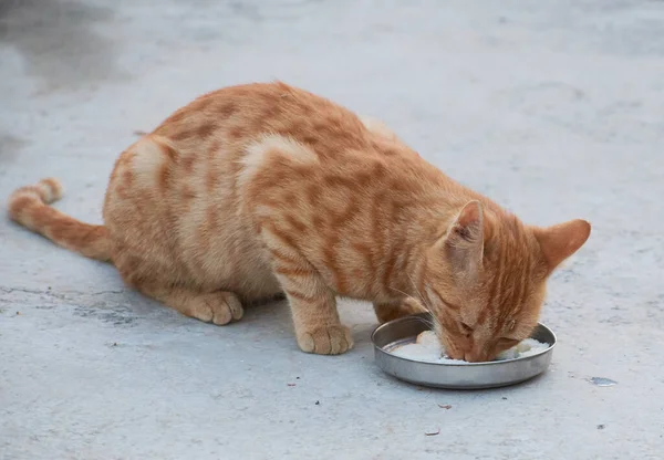 Gatito Nacional Indio Rayado Lindo Gato Joven Aislado Con Fondo —  Fotos de Stock