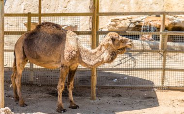 kendi habitatlarında dromedaries