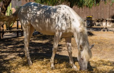 Beyaz at saman yiyor.