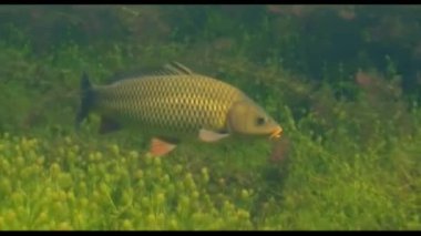 lake. summer. warmly. fish. sazan.