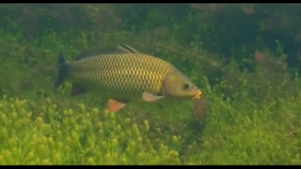 Lake Summer Warmly Fish Sazan — Stock video