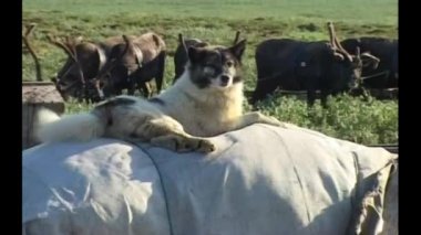 a team of deer grazing, next to the sled, on them the things of the reindeer herder, covered and tied with a tarp on top of the dog is resting, happy with life, wagging his tail.