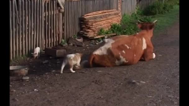Village Yard Cow Lying Resting Puppy Playing Pulling Her Tail — Stock video