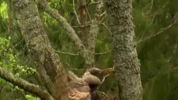 Owl Has Arrived Its Nest Two Little Owls Nest — Stock Video