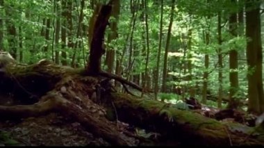 summer time.a lynx appears and walks over a fallen tree.she sniffs the air. she went hunting.