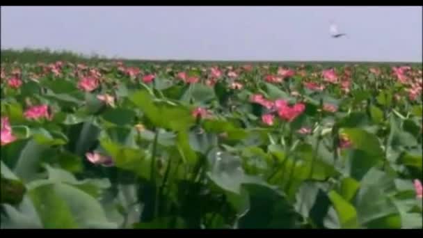 Whole Field Beautiful Lotus Flowers Delta Volga River Flows Caspian — Stock videók