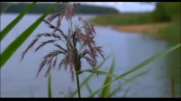 Bank River Summer Time Warm Small Breeze Sways Reeds Bank — Stockvideo