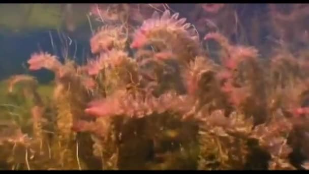 Lake Beautiful Underwater Plant Summer Warm Underwater Photography Sunny Day — Stockvideo