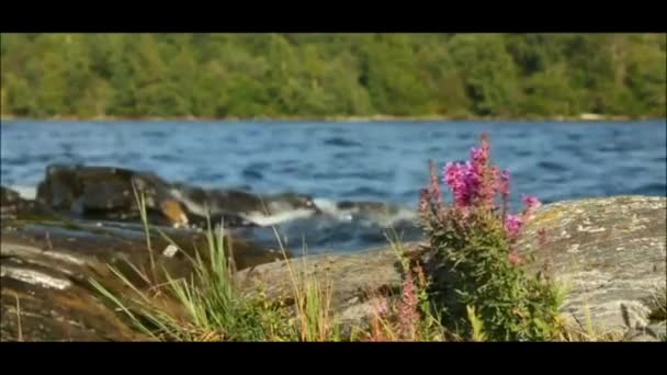 River Wind Small Waves Lapping Rocks Beautiful Red Flowers Grow — Stockvideo