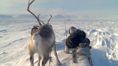 Küçük Koryak halkı yeni bir kampa taşındı..