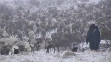 Kuzeyin ren geyiği çobanları, Evenk geyik sürülerini güder..