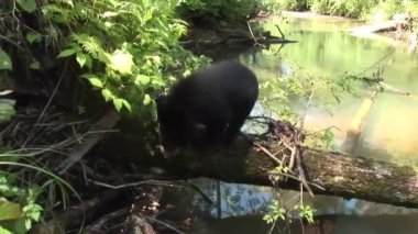 Himalaya kara ayısı. Uzak Doğu 'da yaşıyor. Saldırgan değil..