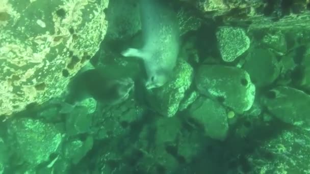 Een Baby Zeehond Speelt Met Zijn Moeder Onderwater Fotografie — Stockvideo