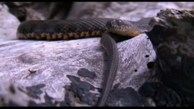 Bir adam zehirli bir yılanla karşılaştı. Viper onu fark etti ve hızla devrilmiş bir ağacın boşluğuna doğru süründü..