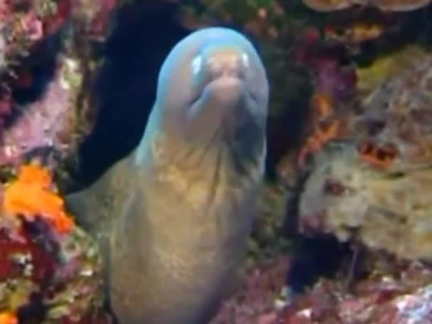 Fusillade Sous Marine Les Anguilles Moray Regardent Leurs Abris — Video