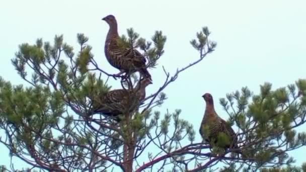 Una Cría Jóvenes Capercaillies Sentó Parte Superior Pino Picoteando Brotes — Vídeos de Stock