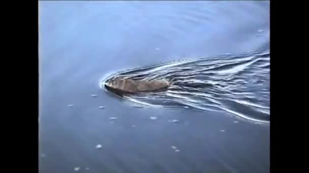 Озеро Недалеко Берега Плавает Оскароносная Своей Норе — стоковое видео