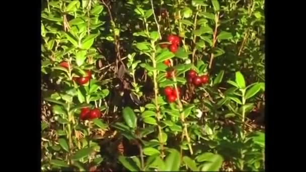 针叶树 森林浆果采摘 特别采摘 — 图库视频影像