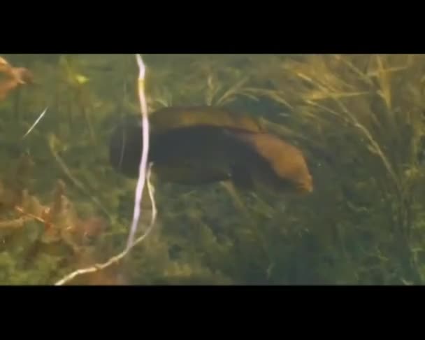 Schlangenkopf Ein Raubfisch Aus Dem See — Stockvideo