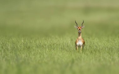 Blackbuck, Hindistan, Nepal ve Pakistan 'da bulunan bir antilop türüdür. Blackbuck, Antilope cinsinin tek varolan üyesidir..